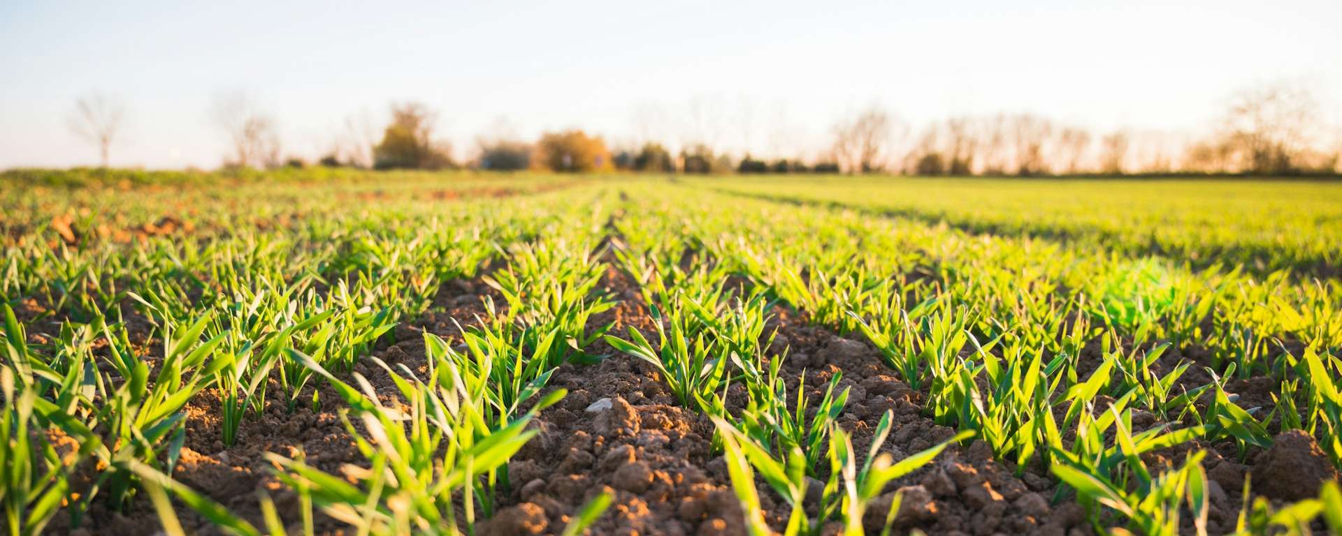 Champ de jeunes pousses agricoles : agriculture en Ardèche