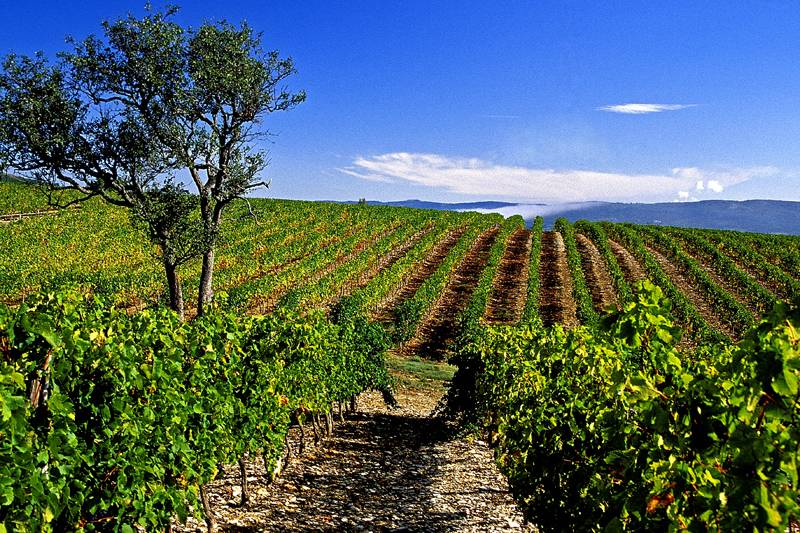 Vineyards and landscapes in the Dardaillon Valley in southern Ardèche