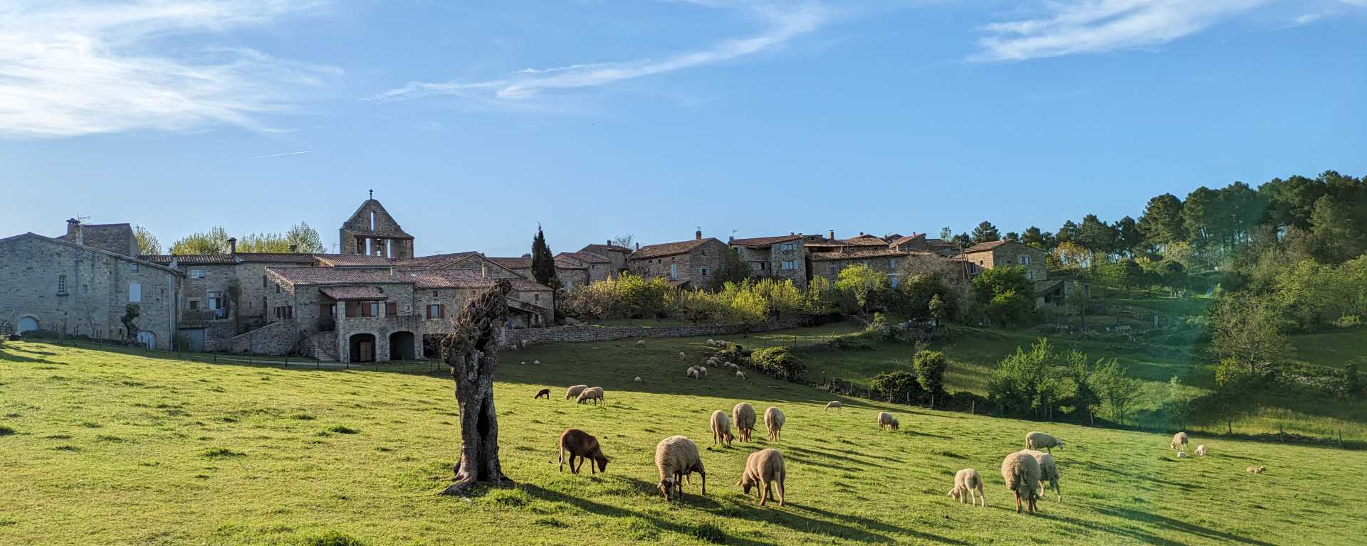 Vue sur le village d'Ailhon en Ardèche : un champ avec des moutons, le village en arrère plan avec l'église