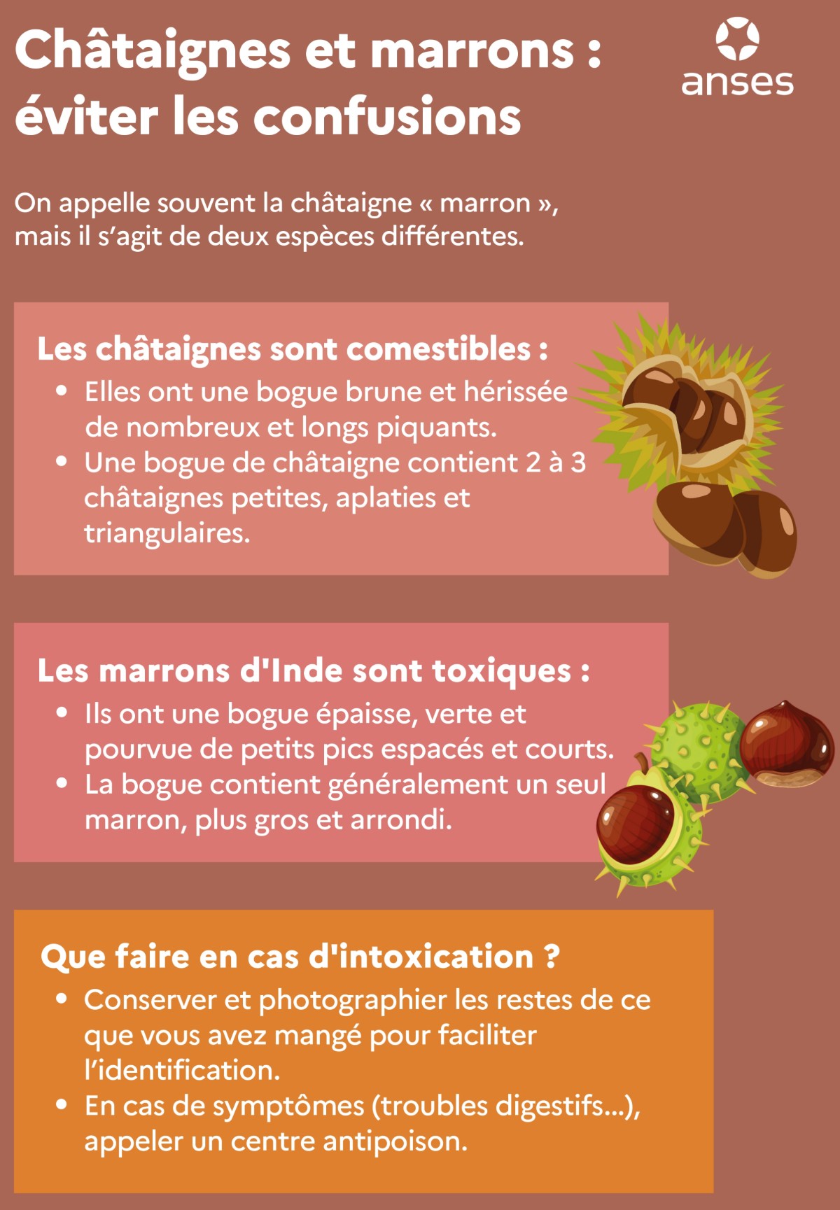 Infographie différence entre la châtaigne et le marron