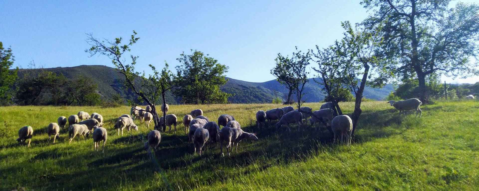 Moutons dans un champ de la de la Fontaulière près de Montpezat en Ardèche