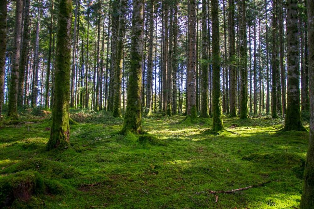 10 000 arbres pour la forêt ardéchoise