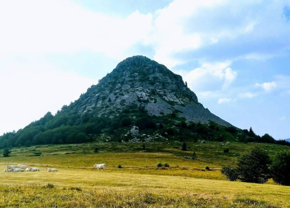 Mont Gerbier de Jonc, source of the Loire, and the cows of the Ardèche plateau