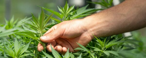 ValviChanvre, chanvre bio et CBD en Ardèche